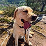 dog, labrador_retriever, yellow_dog, pet, animal, outdoor, forest, sunlight, tree_roots, nature, happy, panting, leash, collar, sitting, tongue_out, closeup, scenic, daytime, landscape