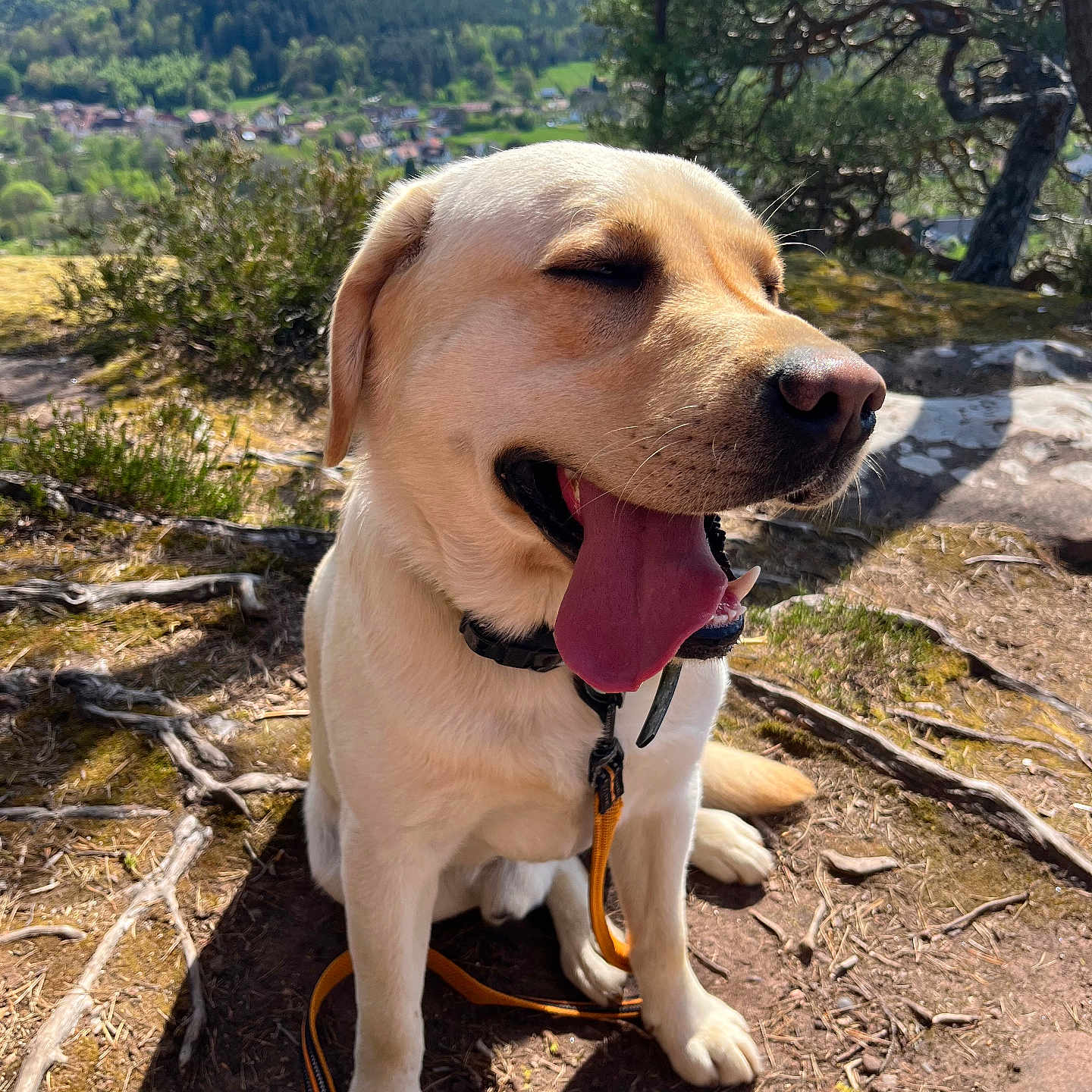 Ulk a rejoint le concours — aidez-le/la à gagner de superbes lots ! animal, closeup, collar, daytime, dog, forest, happy, labrador_retriever, landscape, leash, nature, outdoor, panting, pet, scenic, sitting, sunlight, tongue_out, tree_roots, yellow_dog