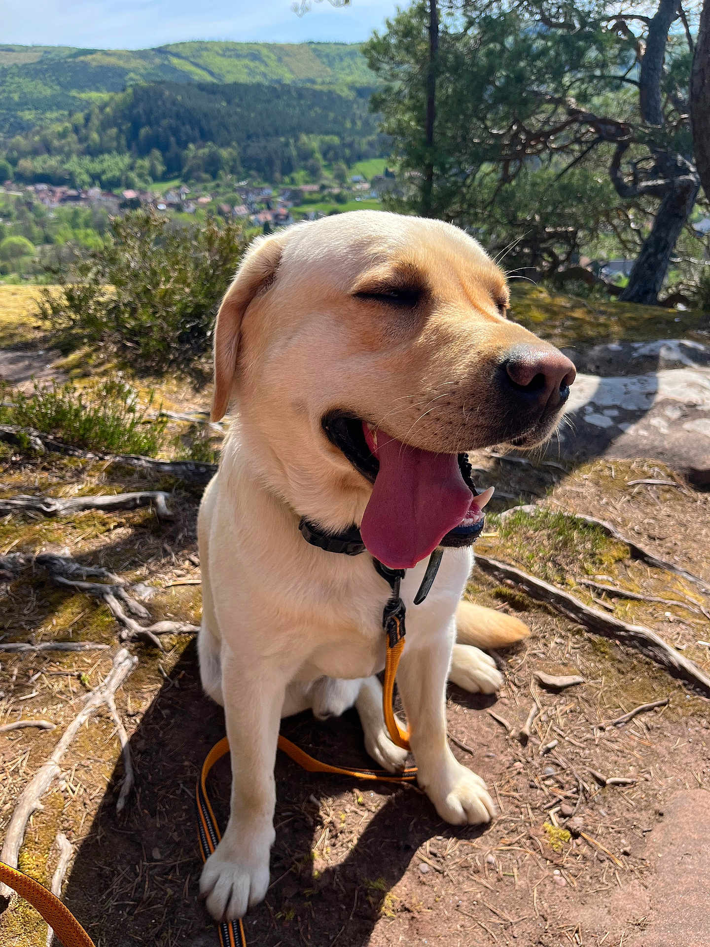 Ulk a rejoint le concours — aidez-le/la à gagner de superbes lots ! dog, labrador_retriever, yellow_dog, pet, animal, outdoor, forest, sunlight, tree_roots, nature, happy, panting, leash, collar, sitting, tongue_out, closeup, scenic, daytime, landscape