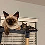 Yuki joined the competition — help win amazing prizes! cat, siamese_cat, tabby_cat, cat_tree, indoor, pet, animal, feline, window_blinds, relaxed, curious, collar, multi_level, resting, domestic_animal, cute, two_cats, furniture, home, companion