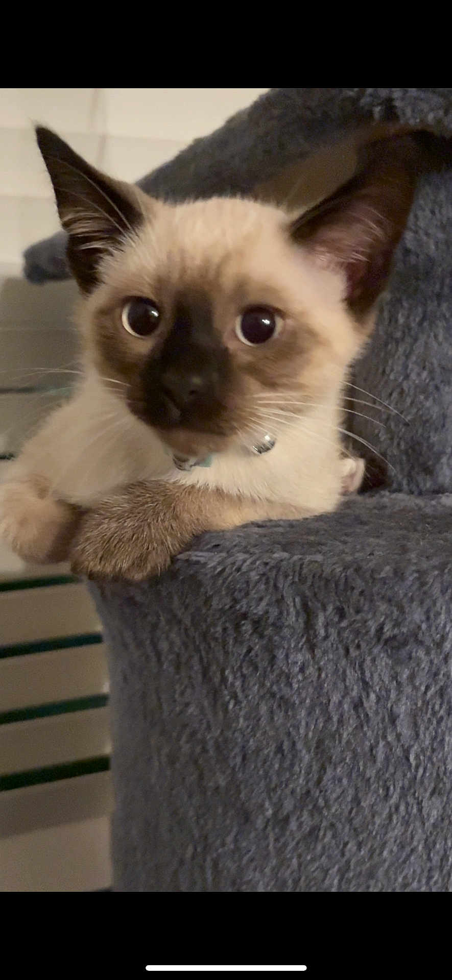 Yuki is registered to the contest to win money with this photo: kitten, cat, siamese, pet, animal, cute, feline, young, indoor, fur, whiskers, ears, claws, collar, curious, resting, cozy, soft, gray, playful
