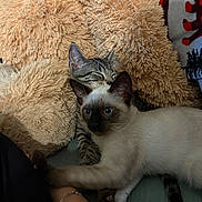 Yuki joined the competition — help win amazing prizes! cat, siamese_cat, tabby_cat, pets, snuggling, couch, pillow, cozy, fur, animal, domestic_animal, resting, sleeping, indoor, close_up, cute, companion, relaxing, human_arm, friendship