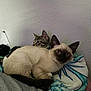 Yuki is registered to the contest to win money with this photo: cat, siamese_cat, tabby_cat, pets, animal, feline, snuggling, blanket, indoor, cozy, resting, cute, fur, ears, whiskers, eyes, tail, domestic_animal, two_animals, wall