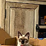 cat, siamese_cat, cardboard_box, wooden_cabinet, indoor, pet, feline, curious, blue_eyes, brown_face, ears, fur, domestic_animal, animal, box, furniture, household, closeup, looking, sitting