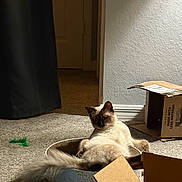 Miko joined the competition — help win amazing prizes! cat, siamese_cat, pet, indoor, carpet, cardboard_box, cat_toy, scratcher_bed, relaxed, feline, playful, living_room, animal, fur, tail, paw, curious, resting, home, cozy
