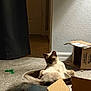 cat, siamese_cat, pet, indoor, carpet, cardboard_box, cat_toy, scratcher_bed, relaxed, feline, playful, living_room, animal, fur, tail, paw, curious, resting, home, cozy