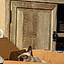 Miko joined the competition — help win amazing prizes! cat, siamese_cat, cardboard_box, wooden_cabinet, indoor, pet, curious, feline, box, animal, cozy, home, domestic_animal, fur, ears, whiskers, looking, resting, closeup, shadow