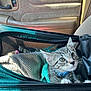 Xavier is registered to the contest to win money with this photo: kitten, cat, tabby, pet, carrier, car_interior, seat, blanket, collar, whiskers, curious, animal, feline, young_cat, indoor, transport, mesh, zipper, closeup, light