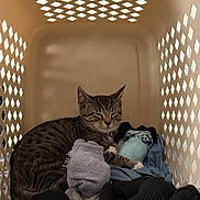 Xavier is registered to the contest to win money with this photo: cat, tabby_cat, laundry_basket, clothes, socks, indoor, cozy, resting, pet, feline, striped, sleepy, comfortable, basket, household_item, domestic_animal, fur, paw, whiskers, relaxed