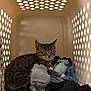 cat, tabby_cat, laundry_basket, clothes, socks, indoor, cozy, resting, pet, feline, striped, sleepy, comfortable, basket, household_item, domestic_animal, fur, paw, whiskers, relaxed