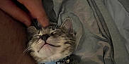 Xavier joined the competition — help win amazing prizes! cat, kitten, tabby, collar, petting, hand, person, arm, gray_blanket, cozy, sleepy, indoor, cute, feline, whiskers, fur, relaxation, comfort, resting, gentle