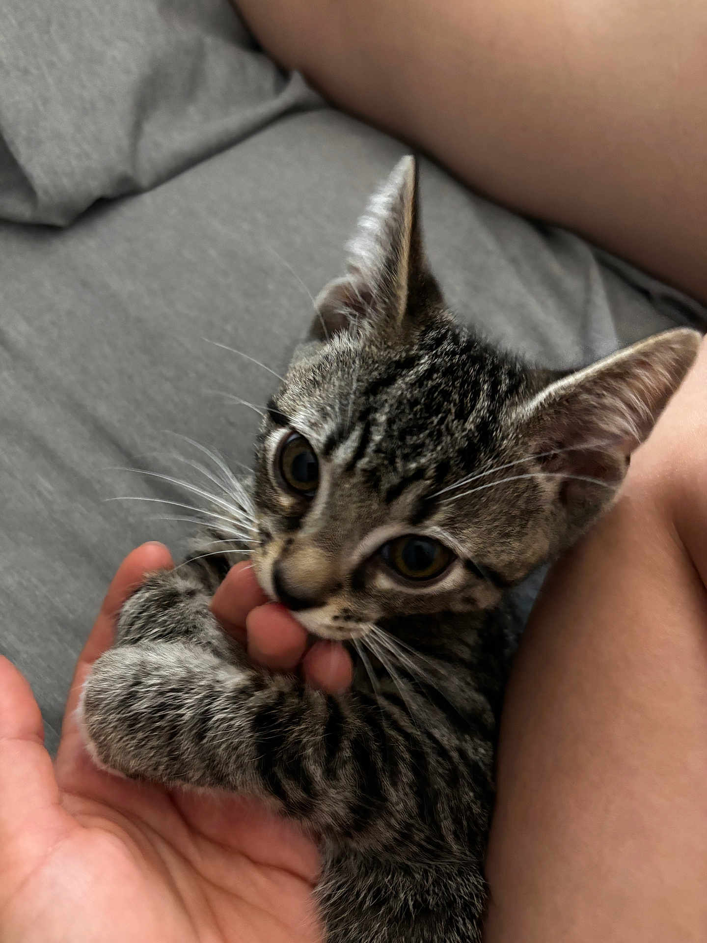 Xavier is registered to the contest to win money with this photo: kitten, cat, tabby, pet, animal, hand, fingers, playing, gray_bed, legs, whiskers, closeup, cute, feline, indoor, young, cozy, soft, comfort, domestic