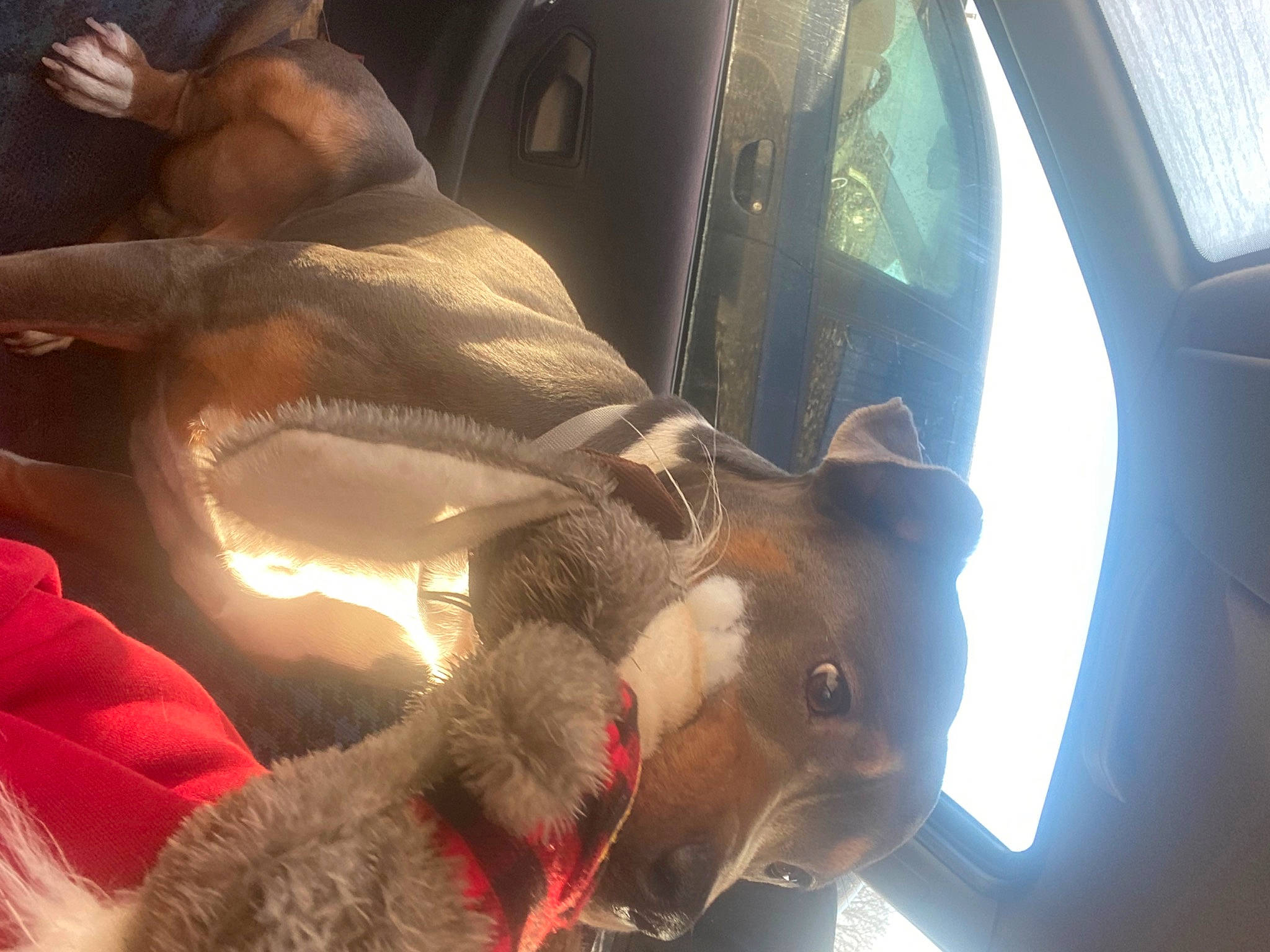 Demon a rejoint le concours — aidez-le/la à gagner de superbes lots ! automotive_lighting, canidae, car, car_seat, carnivore, dog, dog_breed, ear, fawn, fun, fur, jaw, personal_luxury_car, snout, sporting_group, steering_wheel, vehicle_door, window, windshield, working_animal