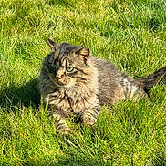 Loulou participe au concours pour gagner de l'argent avec cette photo : cat, tabby, fluffy, grass, outdoor, sunlight, greenery, animal, pet, feline, nature, relaxed, shadow, mammal, whiskers, ears, tail, daylight, closeup, lying_down