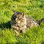 cat, tabby, fluffy, grass, outdoor, sunlight, greenery, animal, pet, feline, nature, relaxed, shadow, mammal, whiskers, ears, tail, daylight, closeup, lying_down