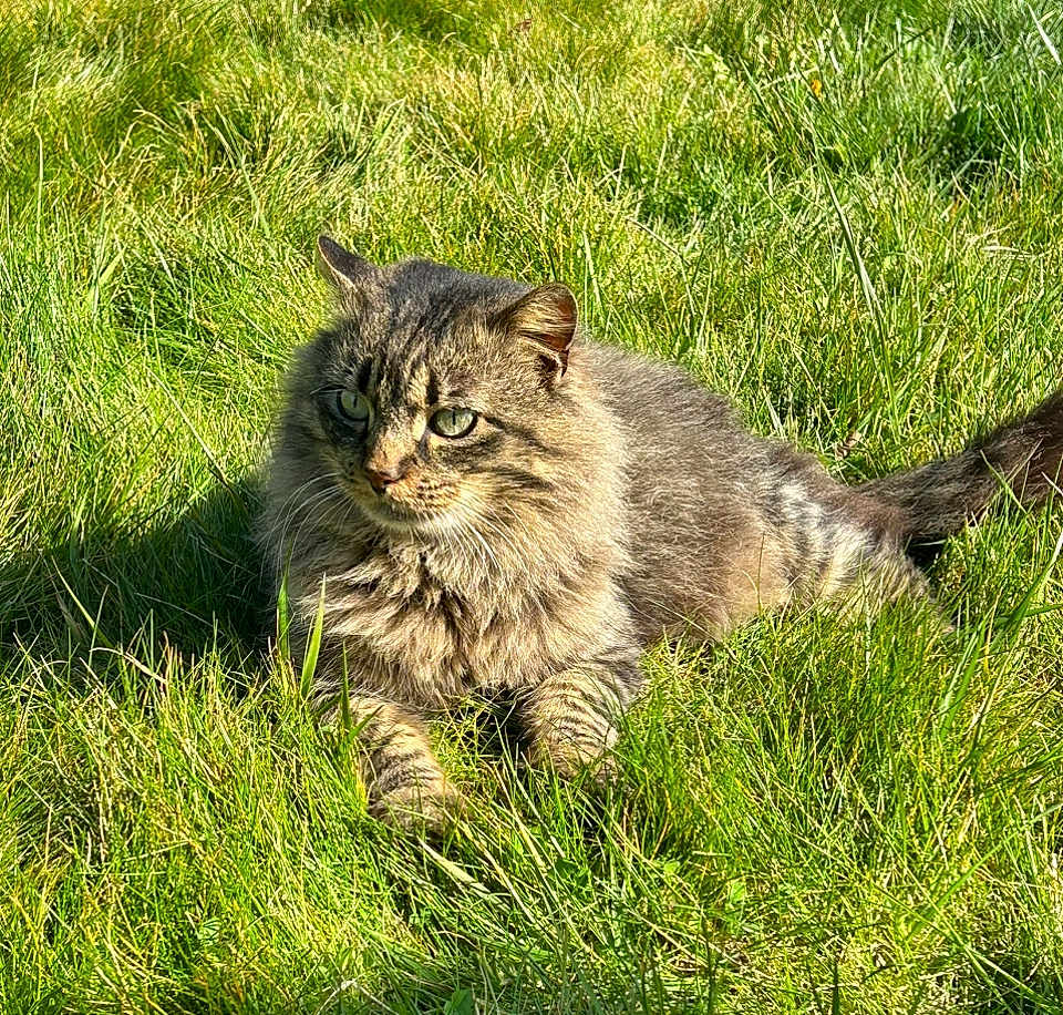 Loulou participe au concours pour gagner de l'argent avec cette photo : cat, tabby, fluffy, grass, outdoor, sunlight, greenery, animal, pet, feline, nature, relaxed, shadow, mammal, whiskers, ears, tail, daylight, closeup, lying_down
