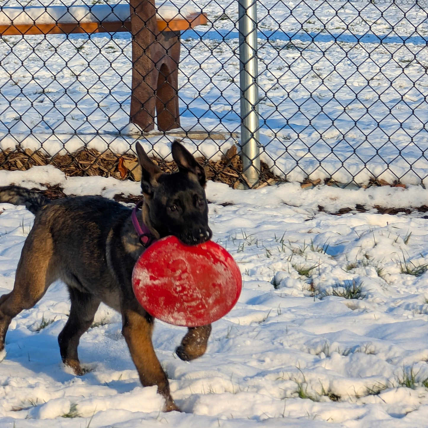 Luna joined the competition — help win amazing prizes! active, animal, bench, canine, collar, daylight, dog, fence, frisbee, fun, grass, nature, outdoor, pet, play, puppy, running, snow, winter, young_dog