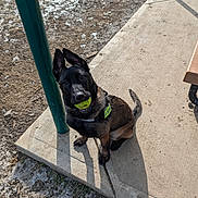 Luna is registered to the contest to win money with this photo: animal, canine, collar, concrete, daytime, dog, ears, fur, happy, leash, mud, outdoor, pet, playful, pole, shadow, sit, sunlight, tail, tennis_ball