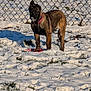 Luna joined the competition — help win amazing prizes! dog, snow, frisbee, outdoor, chain_link_fence, grass, pet, animal, winter, play, collar, canine, brown_fur, black_face, standing, daylight, nature, field, fence, snowy_ground