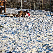 Luna is registered to the contest to win money with this photo: dog, snow, frisbee, yard, fence, bench, trees, winter, outdoor, pet, canine, playing, collar, grass, daylight, cold, animal, nature, leaves, park