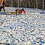 dog, snow, frisbee, yard, fence, bench, trees, winter, outdoor, pet, canine, playing, collar, grass, daylight, cold, animal, nature, leaves, park