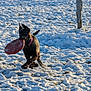 dog, frisbee, snow, outdoor, play, running, pet, animal, winter, field, sunlight, collar, active, fun, nature, fence, grass, daylight, canine, energetic
