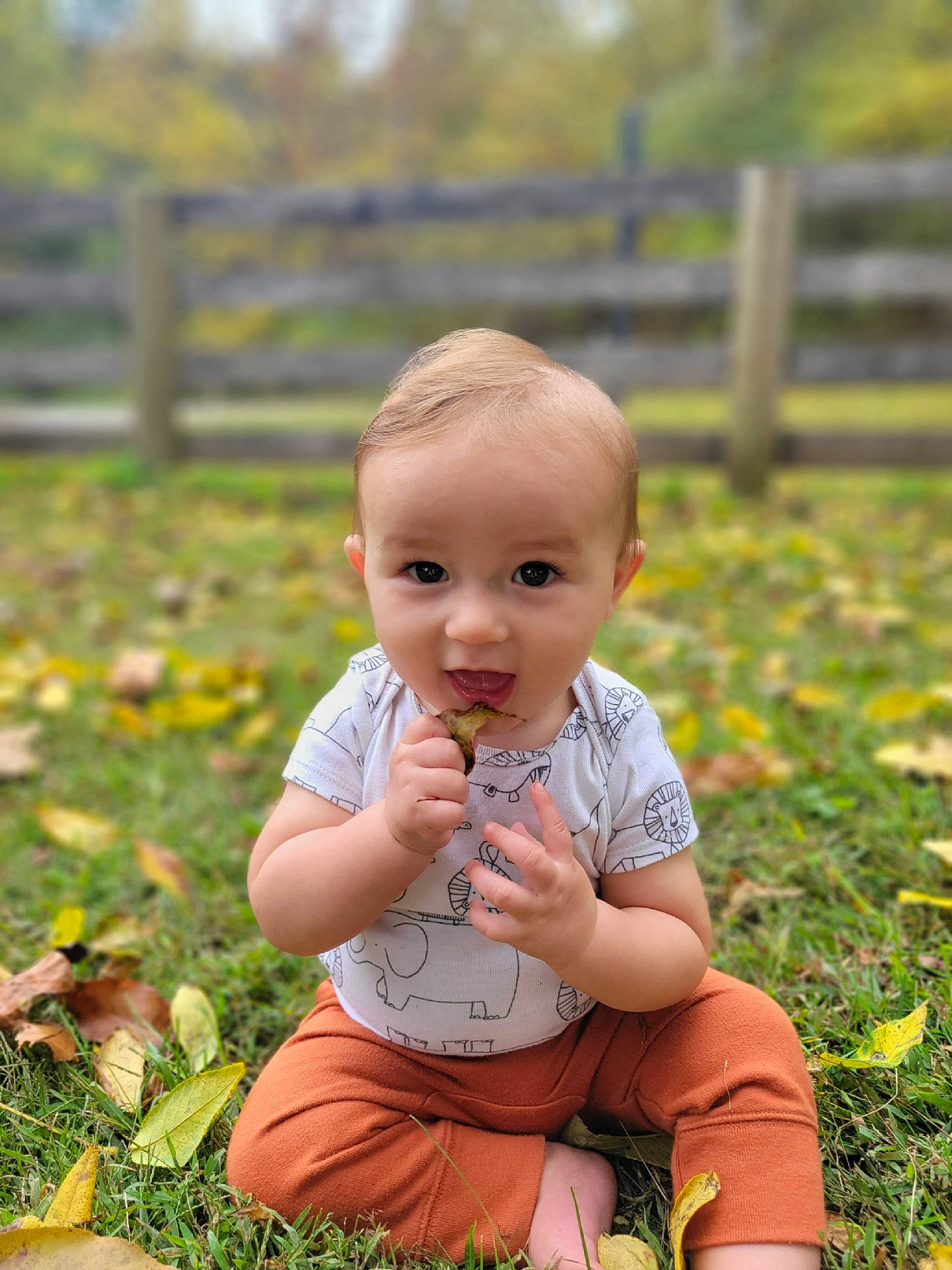 Bodhi is registered to the contest to win money with this photo: baby, baby_toddler_clothing, child, fun, grass, grass_family, grassland, happy, lawn, leaf, meadow, people_in_nature, person, plant, playing_with_kids, sitting, skin, smile, toddler, tree