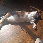 Coco joined the competition — help win amazing prizes! animal, cable, cat, cozy, domestic_cat, flooring, fur, home, indoor, pet, quiet, relaxing, resting, shadow, sleeping, stretching, sunbeam, sunlight, white_and_brown, wooden_floor