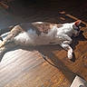 animal, cable, cat, cozy, domestic_cat, flooring, fur, home, indoor, pet, quiet, relaxing, resting, shadow, sleeping, stretching, sunbeam, sunlight, white_and_brown, wooden_floor