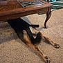 beware_sign, blanket, carpet, coffee_table, cozy, dog, dog_bed, hind_legs, indoors, living_room, paws, pet, pillow, rear_end, rug, sign, tail, toy, under_table, wooden_table