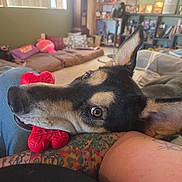 Bruno joined the competition — help win amazing prizes! arm, canine, chew_toy, close_up, dog, ear, eye, face, fan, interior, living_room, muzzle, pet, pillow, red_toy, relaxed, shelf, sofa, tattoo, window