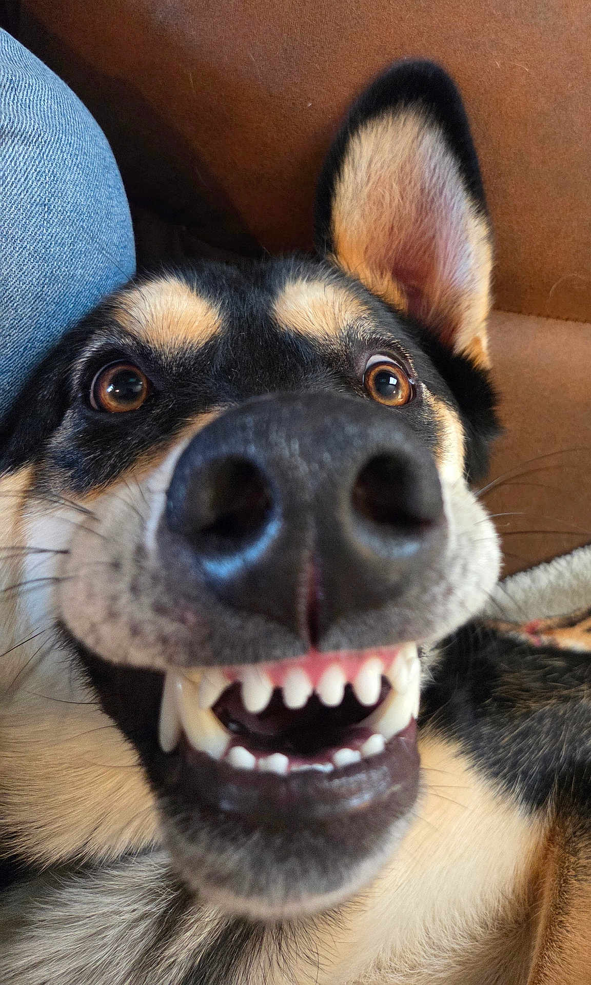 Bruno is registered to the contest to win money with this photo: black_fur, brown_eyes, canine, close_up, dog, ear, fur, happy, indoor, jeans, mouth, nose, pet, playful, portrait, smile, sofa, tan_fur, teeth, whiskers
