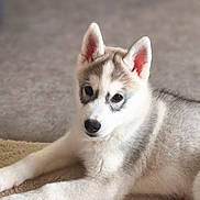 Aicko a rejoint le concours — aidez-le/la à gagner de superbes lots ! husky, puppy, dog, pet, fur, ears, eyes, nose, indoor, carpet, lying_down, portrait, close_up, adorable, young, animal, paw, whiskers, cozy, soft