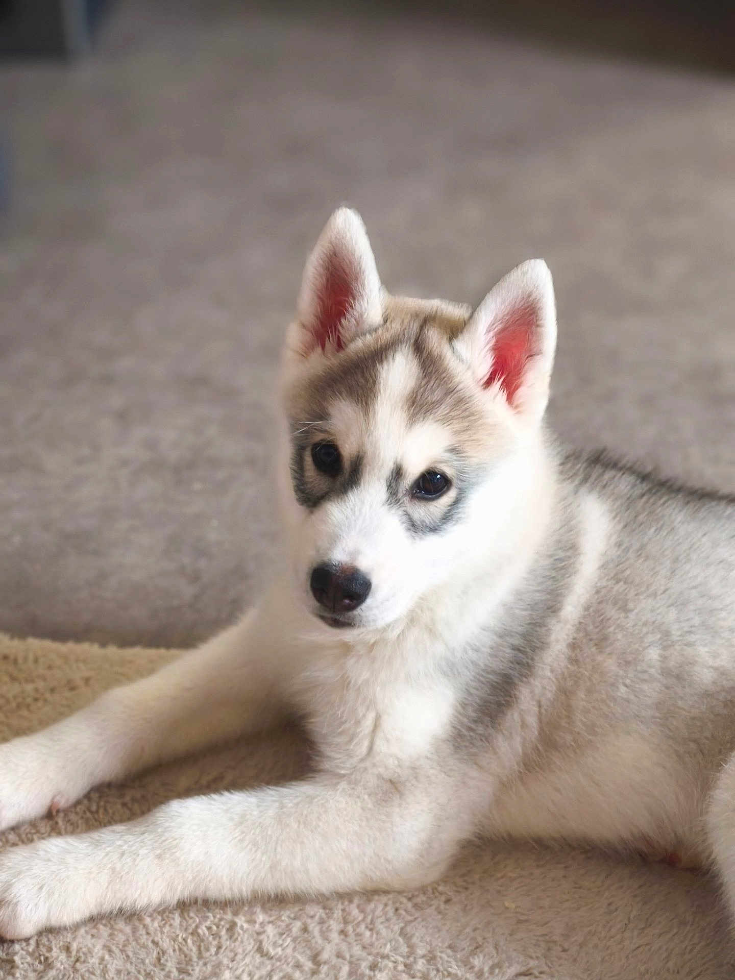 Aicko a rejoint le concours — aidez-le/la à gagner de superbes lots ! husky, puppy, dog, pet, fur, ears, eyes, nose, indoor, carpet, lying_down, portrait, close_up, adorable, young, animal, paw, whiskers, cozy, soft