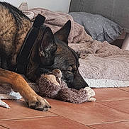 Meïko a rejoint le concours — aidez-le/la à gagner de superbes lots ! dog, sleeping, stuffed_toy, floor, blanket, pillow, indoor, tile_floor, pet, cozy, resting, brown_fur, black_fur, ears, paw, toy, home, relaxation, sleep, canine