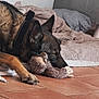 dog, sleeping, stuffed_toy, floor, blanket, pillow, indoor, tile_floor, pet, cozy, resting, brown_fur, black_fur, ears, paw, toy, home, relaxation, sleep, canine