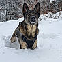 dog, german_shepherd, snow, winter, outdoor, forest, animal, pet, canine, fur, harness, nature, cold, snowy, mammal, alert, standing, winter_clothing, winter_forest, daylight