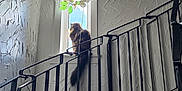 Mochi is registered to the contest to win money with this photo: black_iron, cat, contemplative, daylight, decor, fluffy, hanging_plant, home, interior, light, narrow_sill, ornament, perched, quiet, shadow, spiral_stairs, staircase, tail, wall_texture, window