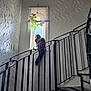 Mochi is registered to the contest to win money with this photo: cat, window, staircase, black_iron, fluffy, tail, daylight, wall_texture, hanging_plant, ornament, interior, perched, narrow_sill, decor, light, shadow, home, quiet, contemplative, spiral_stairs