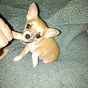 Annie Oakley joined the competition — help win amazing prizes! bedding, bite, blanket, chihuahua, cozy, cute, dog, ears, eyes, finger, flash, fur, hand, indoor, looking_up, pet, playful, puppy, sitting, tiny