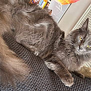 Nugget is registered to the contest to win money with this photo: cat, gray_cat, fluffy, indoor, pet, feline, relaxed, blanket, fur, eyes, whiskers, tail, cozy, home, curious, resting, texture, soft, closeup, animal