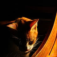 Chloe is registered to the contest to win money with this photo: animal, cat, closeup, contrast, dark, ears, feline, indoor, light, mysterious, orange_cat, pet, portrait, quiet, shadow, silhouette, warm_light, whiskers, wood, wooden_surface