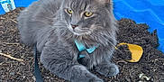 Biggie is registered to the contest to win money with this photo: cat, gray_cat, fluffy_cat, harness, kiddie_pool, mulch, garden, outdoor, watering_can, plants, tool, yellow_shovel, pet, animal, feline, relaxed, leash, nature, backyard, daytime