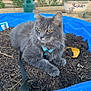 cat, gray_cat, fluffy_cat, harness, kiddie_pool, mulch, garden, outdoor, watering_can, plants, tool, yellow_shovel, pet, animal, feline, relaxed, leash, nature, backyard, daytime