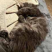 Biggie is registered to the contest to win money with this photo: cat, fluffy, grey, pet, sleeping, paw, blanket, couch, cozy, fur, relaxing, indoor, resting, animal, cute, feline, soft, home, comfort, napping