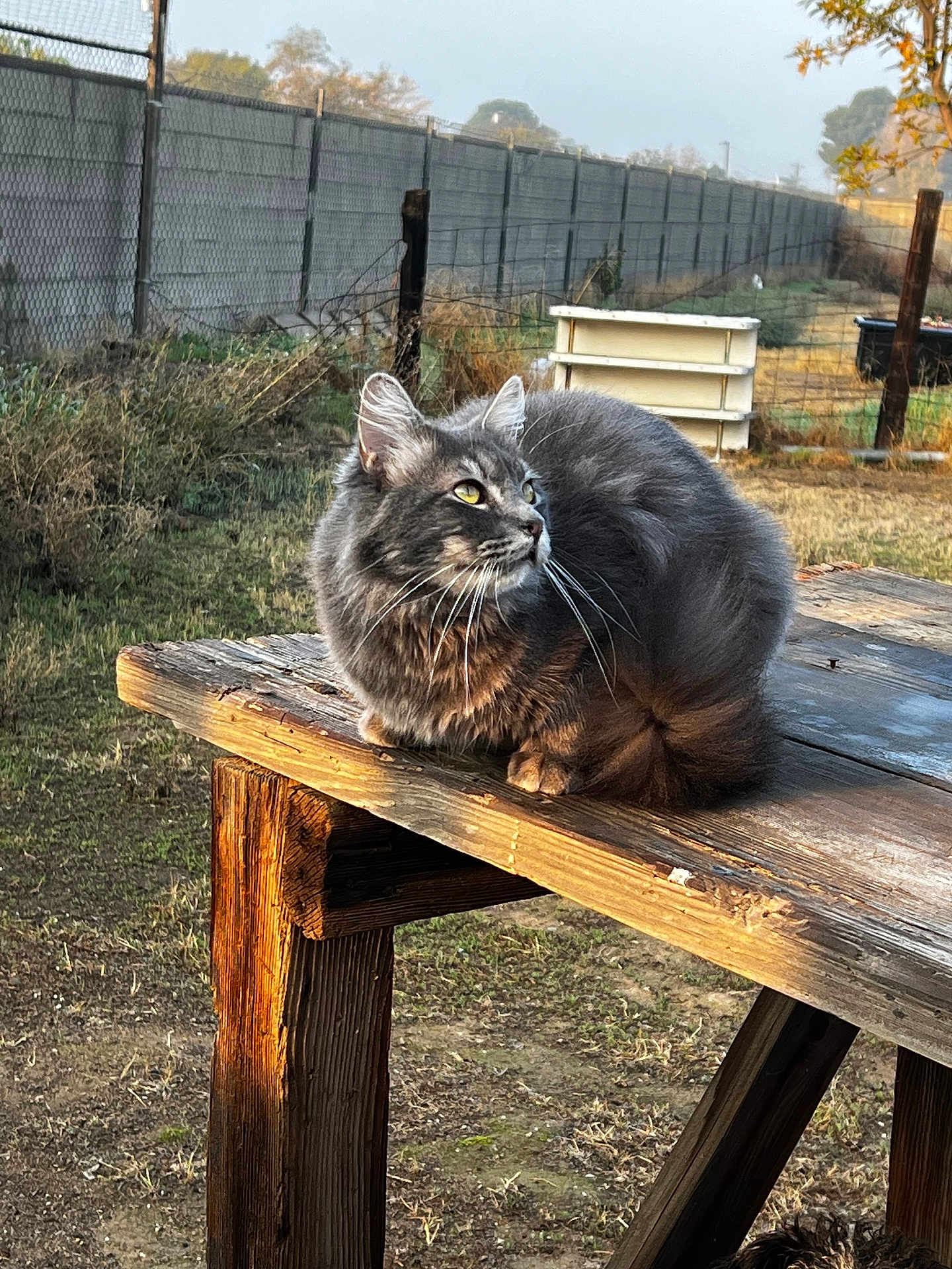 Biggie is registered to the contest to win money with this photo: cat, gray_cat, outdoor, wooden_table, fence, grass, sunlight, animal, pet, fur, whiskers, nature, daylight, looking_away, wood, rustic, yellow_eyes, mammal, domestic_cat, perched