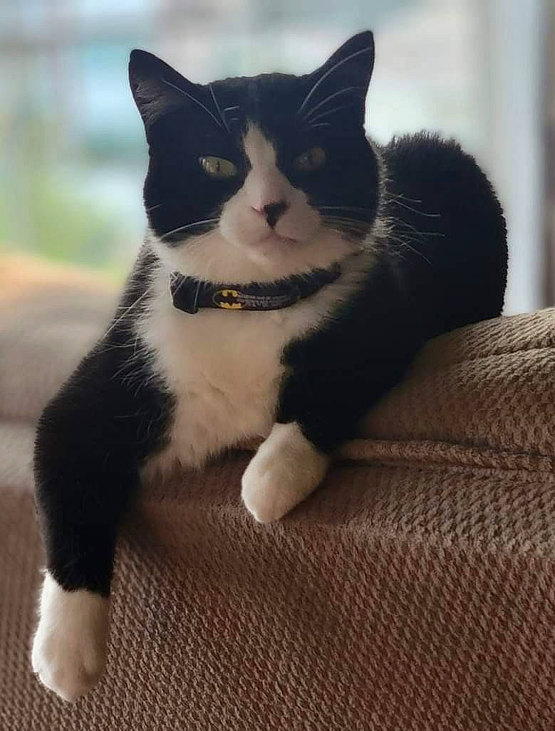 Jaxon is registered to the contest to win money with this photo: abyssinian, accessories, animal, blackcat, blanket, cat, chair, collar, couch, cushion, egyptiancat, formalwear, furniture, homedecor, kitten, manx, person, pet, snout, tie