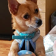 Hazel joined the competition — help win amazing prizes! dog, small_dog, pet, indoor, wooden_floor, blanket, collar, fur, ears, paws, furniture, leg, curious, brown_fur, canine, close_up, domestic_animal, companion, resting, cute