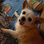 Layla joined the competition — help win amazing prizes! dog, small_dog, tongue_out, bed, blanket, plush_toy, indoor, pet, cute, fur, animal, lying_down, looking_up, ears, face, nose, paw, comfort, home, resting