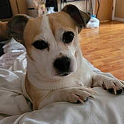 Tiki is registered to the contest to win money with this photo: dog, pet, indoor, blanket, living_room, wooden_floor, television, curious, close_up, paw, cute, animal, companion, cozy, domestic, fur, ears, nails, resting, home